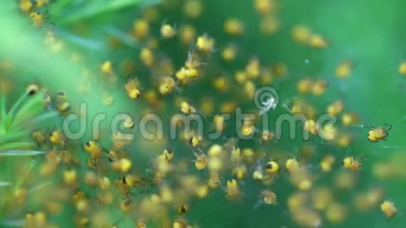 野生新生黄蜂巢令人惊叹的野生动物自然之美视频的预览图