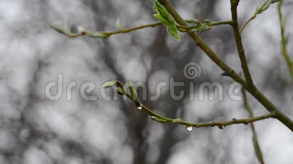春天的雨滴下绿芽满树视频的预览图