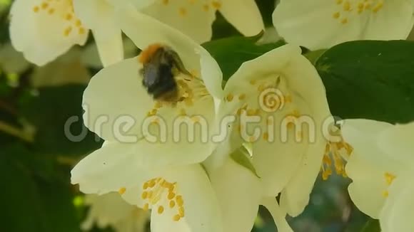 蜜蜂在春天采花视频的预览图