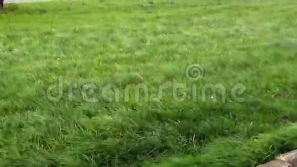 田野里的草在大风下弯曲视频的预览图