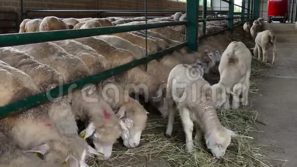 农场饲养绵羊和羔羊视频的预览图