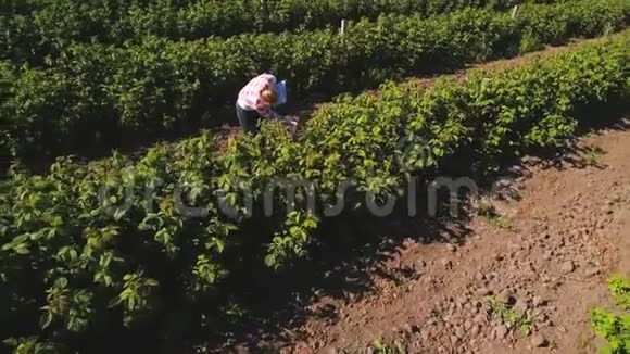 检查种植园草莓生长情况视频的预览图