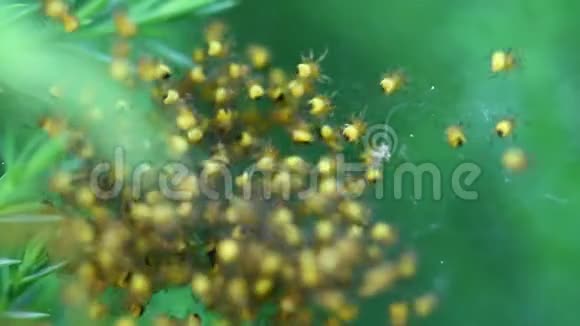 野生新生黄蜂巢令人惊叹的野生动物自然之美视频的预览图
