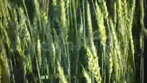 绿色不成熟的麦秆特写风在阳光明媚的日子里把成熟的麦穗在田间摆动视频的预览图