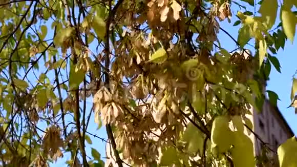 美丽的秋叶有浆果和种子在风中在露天生长视频的预览图