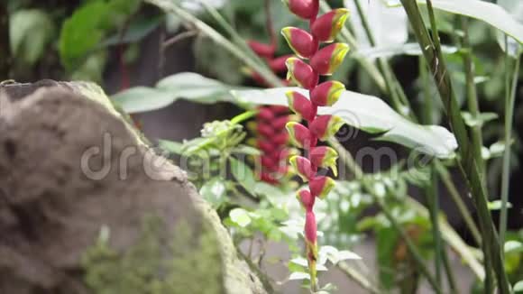热带绿色植物有红色的花朵在潮湿的异国丛林中靠近瀑布在阳光明媚的夏天环绕野生自然森林视频的预览图