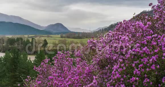 山河和山谷背景上的粉红色花朵在多云的天空下李杜里杜鹃花视频的预览图