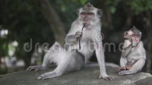 灰斑猴在热带丛林的野外大自然中猴子的家人和孩子们正在看镜头视频的预览图