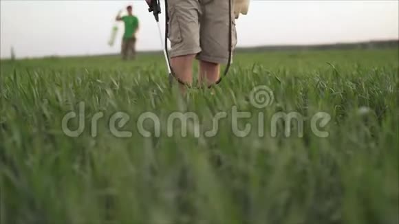 栽培农田青麦头早期栽培植物发育阶段复划影像视频的预览图