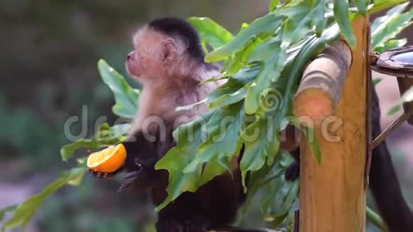 小可爱的卡布钦猴子吃橘子视频的预览图
