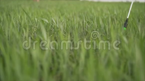 栽培农田青麦头早期栽培植物发育阶段复划影像视频的预览图