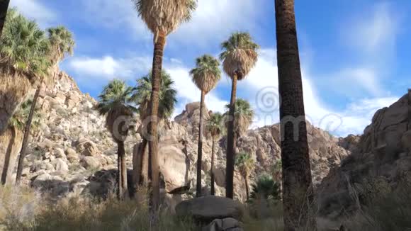从底部向上绿洲的全景沙漠中有棕榈树动作缓慢4K视频的预览图