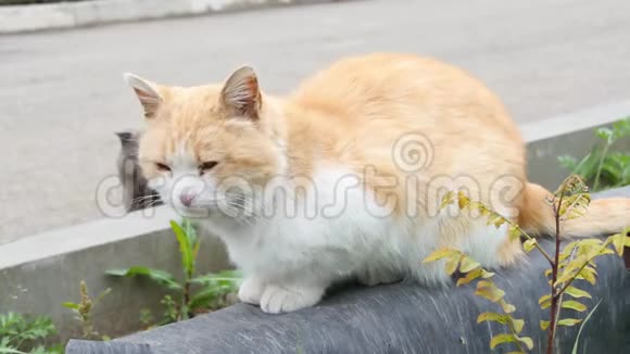 两只猫坐在热主上互相看着红灰猫一只无家可归的病猫视频的预览图