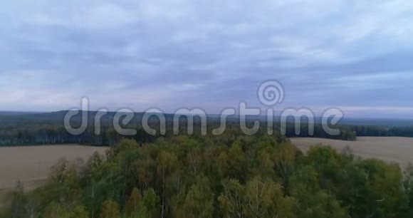 秋天的白桦林从无人机视频的预览图