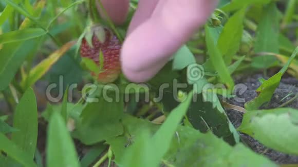 手拿成熟草莓在花园4k宏观视频的预览图