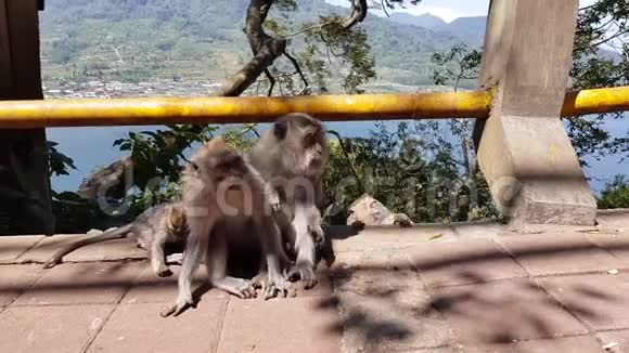 一只猴子检查跳蚤和蜱猴子抓其他猴子在公园的混凝土围栏上一只猴子帮忙视频的预览图