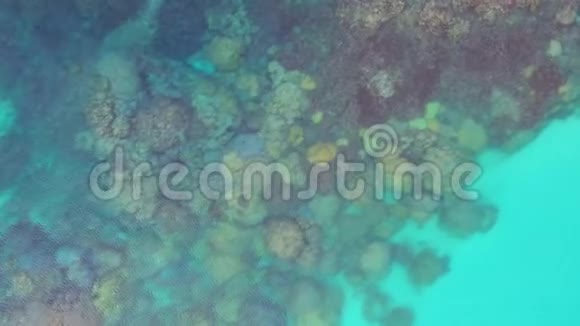 珊瑚在浅水中的空中飞行视频的预览图