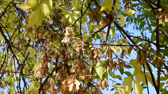 美丽的秋叶有浆果和种子在风中在露天生长视频的预览图