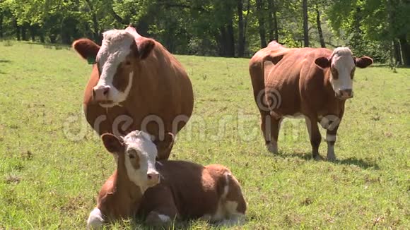 奶牛在田野里视频的预览图