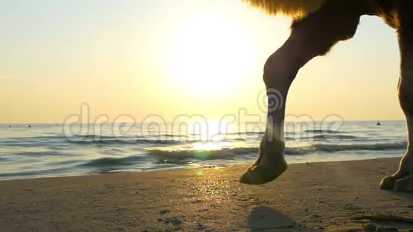 一只骆驼在日落时缓慢地沿着海边散步骆驼特写的腿视频的预览图