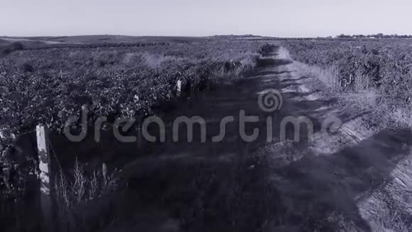 葡萄园农田里的大麦视频的预览图