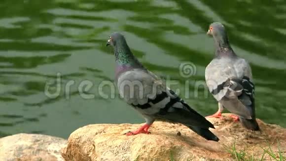 一对鸽子在池塘附近的岩石上咕咕叫高清高清视频的预览图