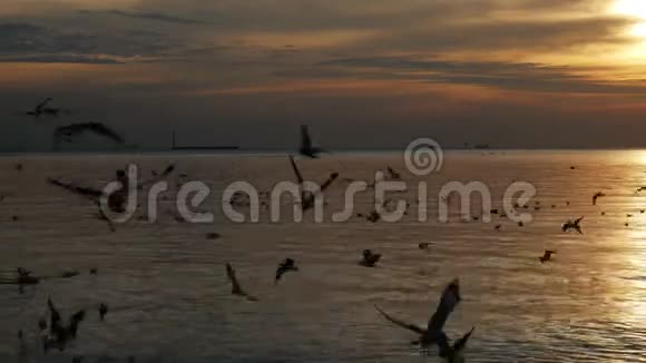 鸟儿在美丽的夕阳下飞翔视频的预览图