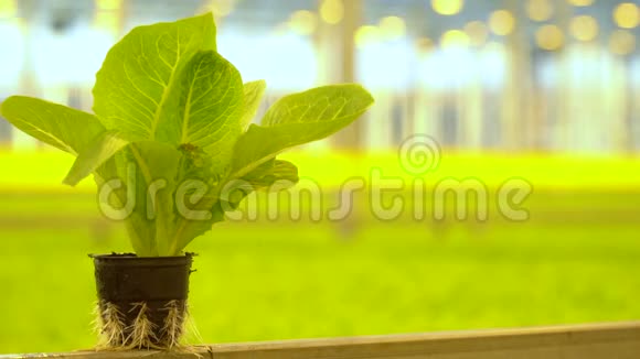 盆栽植物在绿色模糊的背景上视频的预览图
