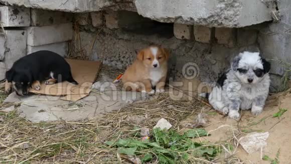 三只无家可归的小狗在等主人红色黑色和白色视频的预览图