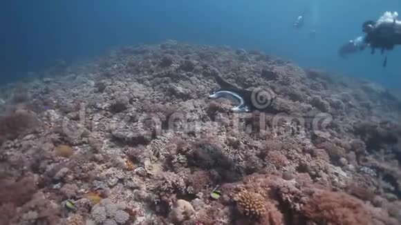 珊瑚礁上的珊瑚礁万达射线游泳的俯视图视频的预览图