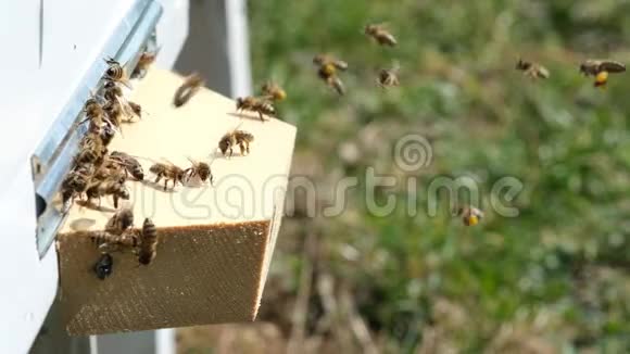 蜜蜂收集花花粉放在春天的蜂巢里慢动作视频阿皮特拉伊养蜂业视频的预览图