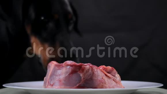 节日狗舔生肉牛肉视频的预览图