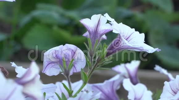 白色和紫色条纹矮牵牛花在风中园花美丽特写视频的预览图