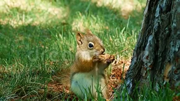 可爱的小灰松鼠或灰松鼠卡罗林松东方吃坚果爬上松树视频的预览图