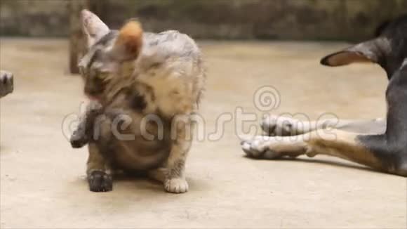 猫舔着身体视频的预览图
