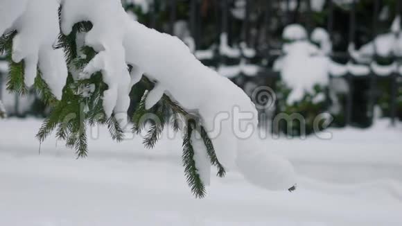 一根树枝的近距离树枝上插着一根针上面躺着白雪有人猛拉一根树枝视频的预览图
