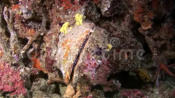 马尔代夫海底的牡蛎贝壳海螺鱼视频的预览图