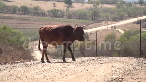 在非洲村庄的农村土路上放牛视频的预览图