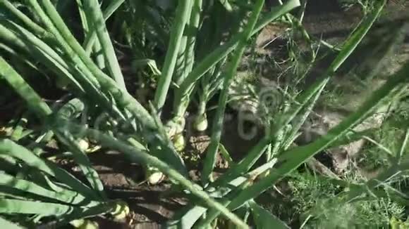 洋葱成熟的花园股票录像视频的预览图
