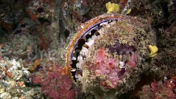 马尔代夫海底的牡蛎贝壳海螺鱼视频的预览图