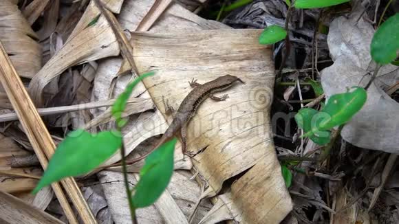 泰国大地干叶中寻找昆虫的小蜥蜴视频的预览图