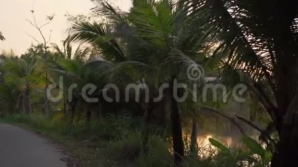 夕阳西下一条美丽的热带公路上有棕榈树和树后的一个湖视频的预览图