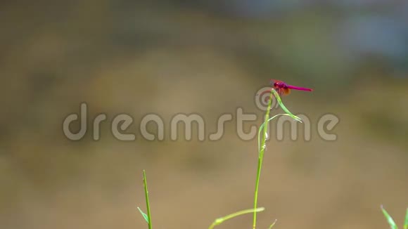 红蜻蜓落在草地上视频的预览图