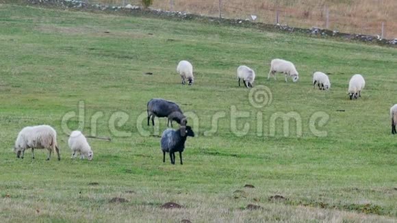 一群黑白羊站在绿色的田野上视频的预览图