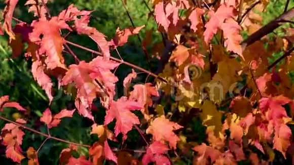 一棵小树的叶子在风中摇曳视频的预览图