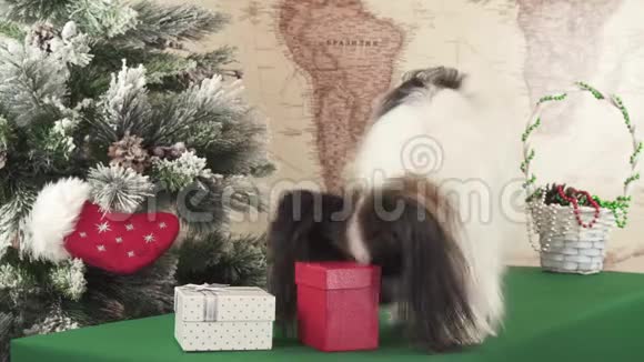 帕皮龙狗在圣诞树旁寻找他的礼物录像视频的预览图