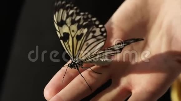 一只蝴蝶坐在手上一只昆虫翅膀并移动触角视频的预览图