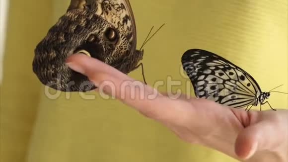 女子双手合拍手中握着几只翅膀硕大的蝴蝶视频的预览图