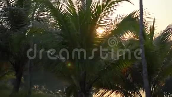 夕阳西下一条美丽的热带公路上有棕榈树和树后的一个湖视频的预览图