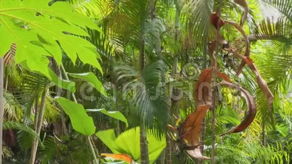 树林里的热带树木视频的预览图